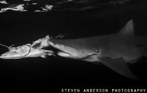 The Chase - Lemon Sharks in the gulf Stream .... easy div... by Steven Anderson 